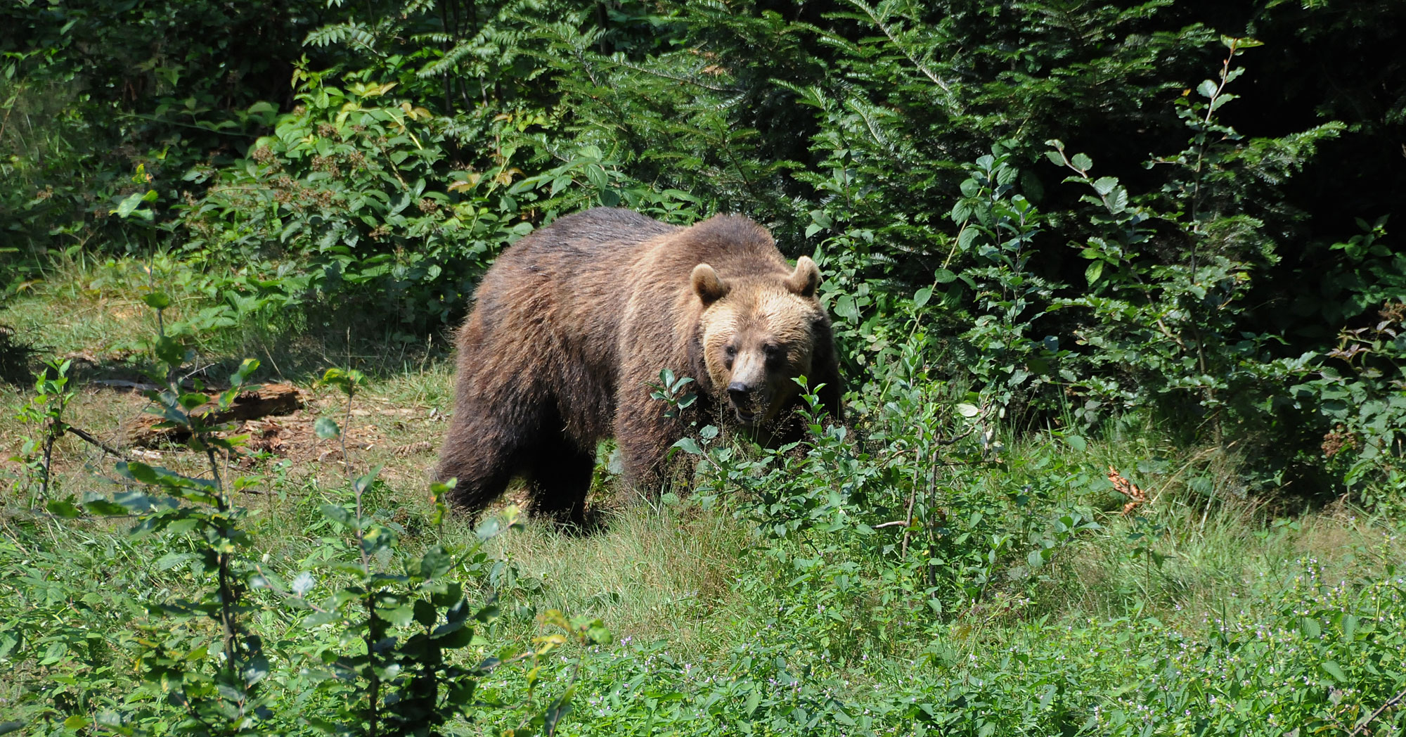 Braunbär im Nationalpark Bayerischer Wald